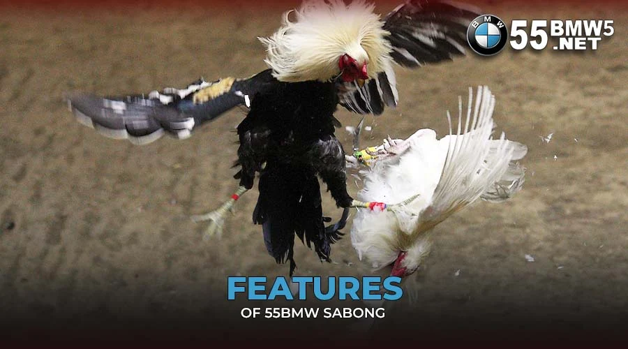 Features of 55BMW Sabong 