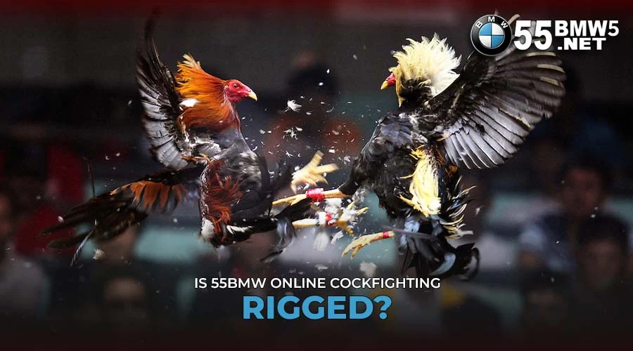 Is 55BMW online cockfighting rigged?