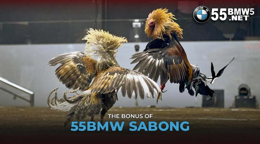 The bonus of 55BMW Sabong 